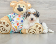 8 week old Havapoo Puppy For Sale - Simply Southern Pups