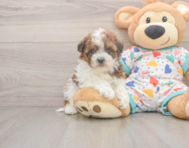 8 week old Havapoo Puppy For Sale - Simply Southern Pups