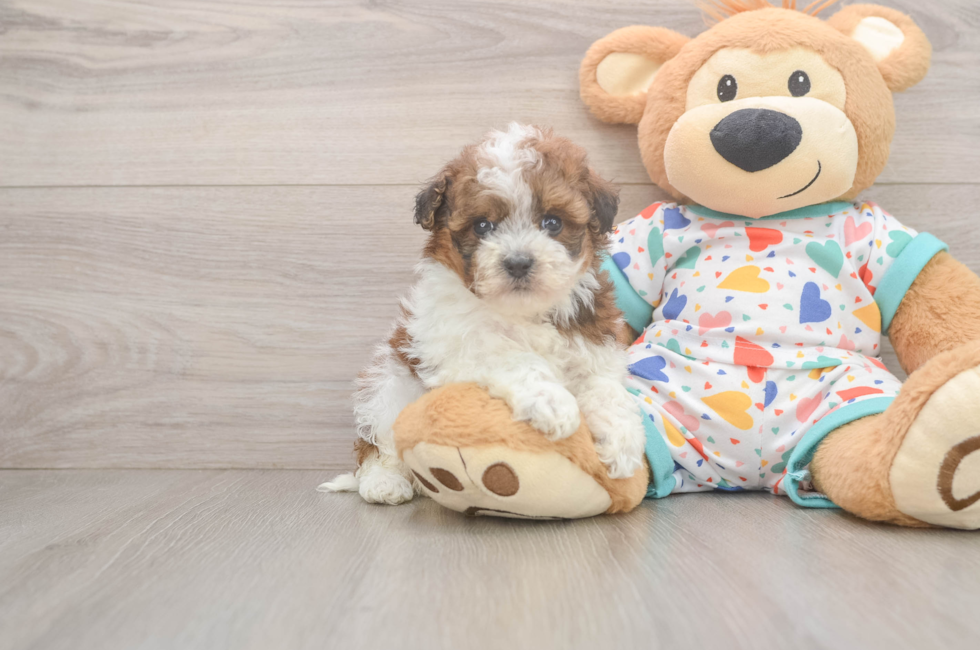 6 week old Havapoo Puppy For Sale - Simply Southern Pups