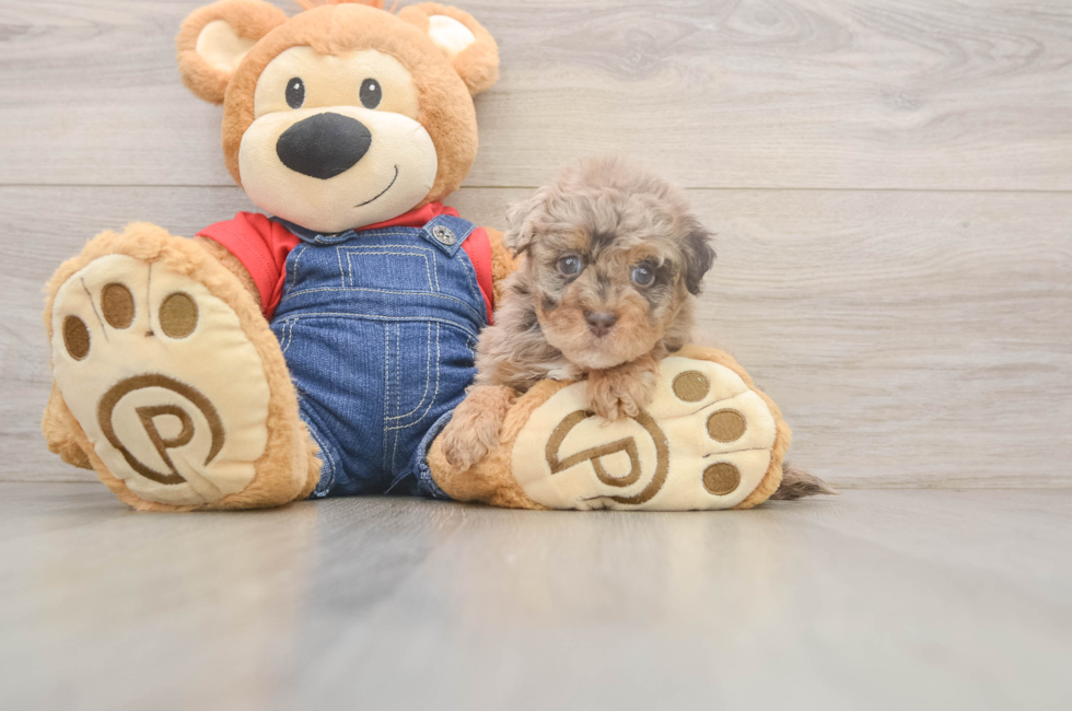 6 week old Havapoo Puppy For Sale - Simply Southern Pups