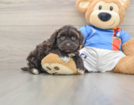 8 week old Havapoo Puppy For Sale - Simply Southern Pups