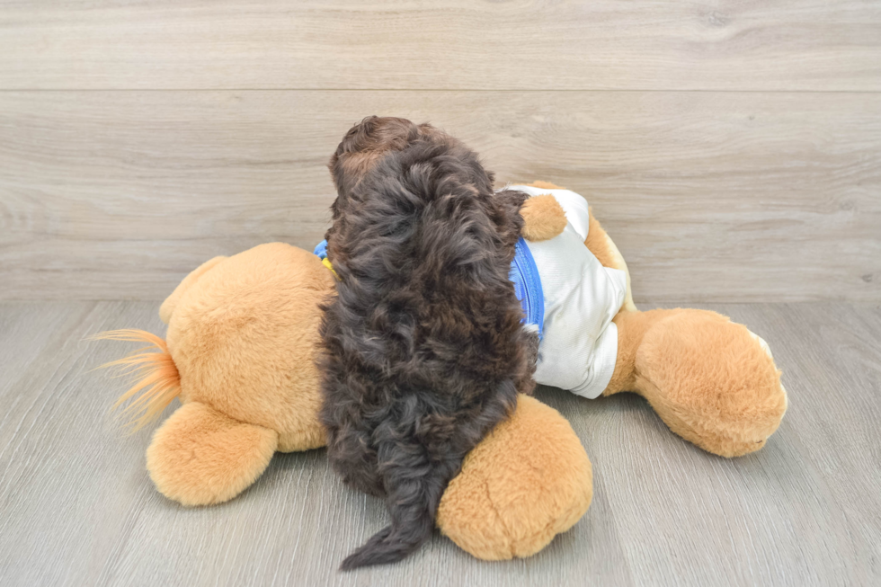 Havapoo Puppy for Adoption