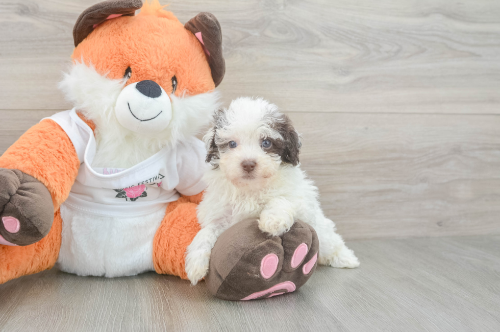 7 week old Havapoo Puppy For Sale - Simply Southern Pups