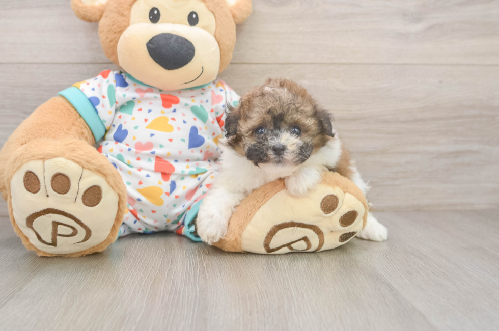 6 week old Havapoo Puppy For Sale - Simply Southern Pups