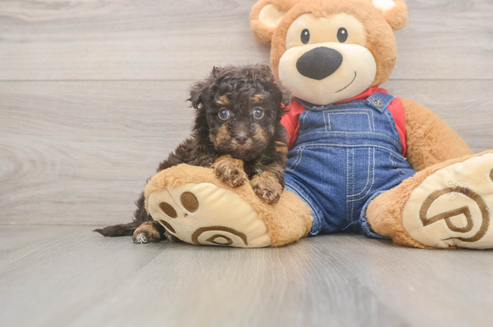 6 week old Havapoo Puppy For Sale - Simply Southern Pups