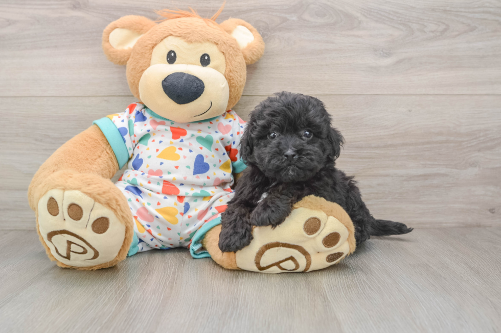 Popular Havapoo Poodle Mix Pup