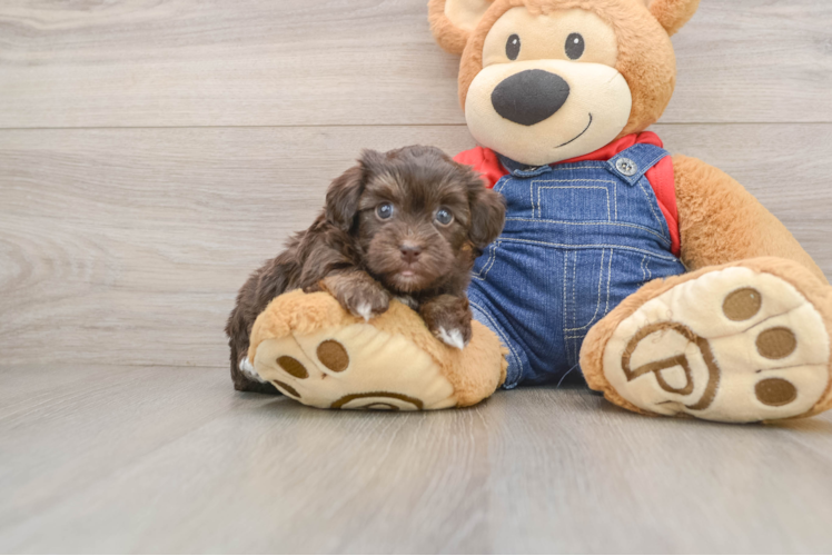 Hypoallergenic Havadoodle Poodle Mix Puppy