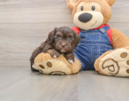 5 week old Havapoo Puppy For Sale - Simply Southern Pups