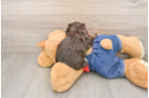 Havapoo Puppy for Adoption