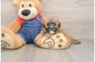 Havapoo Pup Being Cute