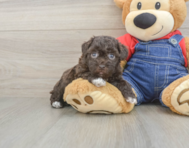 9 week old Havapoo Puppy For Sale - Simply Southern Pups