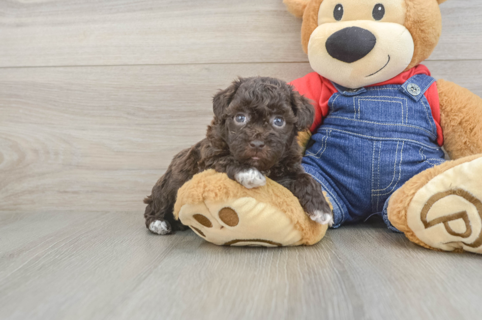 5 week old Havapoo Puppy For Sale - Simply Southern Pups
