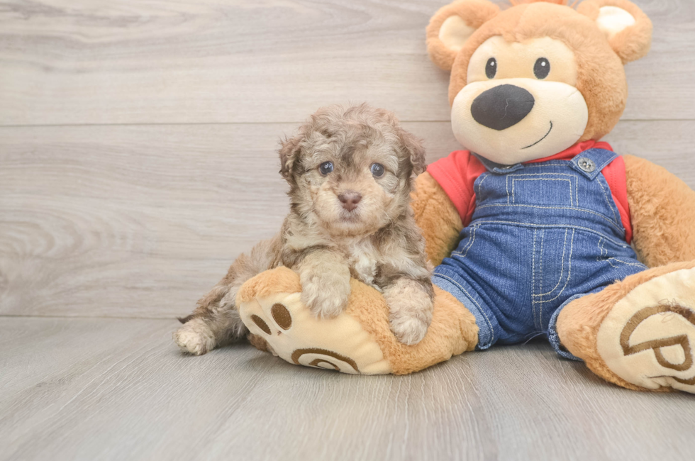 6 week old Havapoo Puppy For Sale - Simply Southern Pups