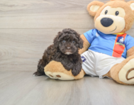 8 week old Havapoo Puppy For Sale - Simply Southern Pups