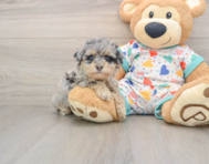 7 week old Havapoo Puppy For Sale - Simply Southern Pups