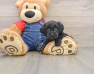 6 week old Havapoo Puppy For Sale - Simply Southern Pups
