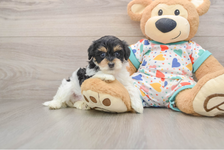 Energetic Havadoodle Poodle Mix Puppy