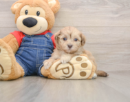 7 week old Havapoo Puppy For Sale - Simply Southern Pups