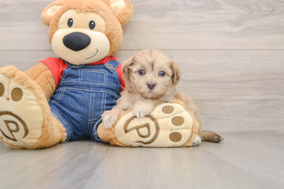 Energetic Havadoodle Poodle Mix Puppy