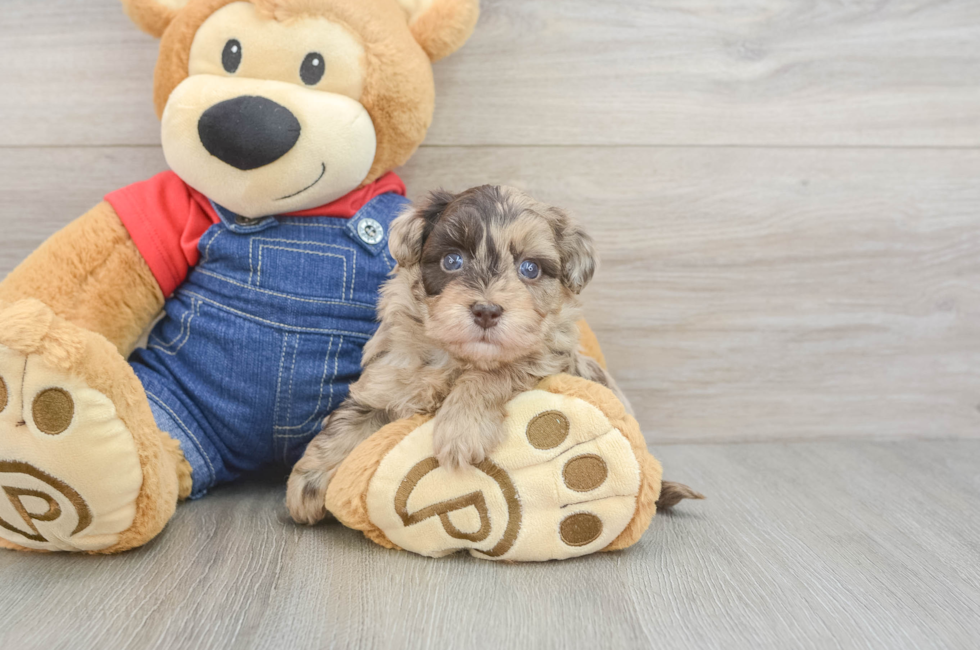 5 week old Havapoo Puppy For Sale - Simply Southern Pups
