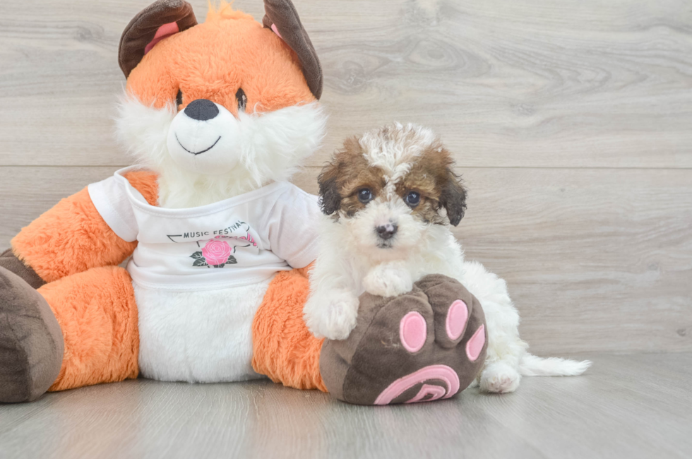 7 week old Havapoo Puppy For Sale - Simply Southern Pups