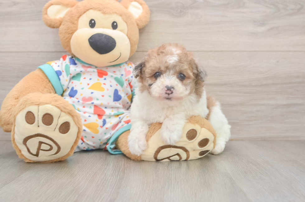 6 week old Havapoo Puppy For Sale - Simply Southern Pups