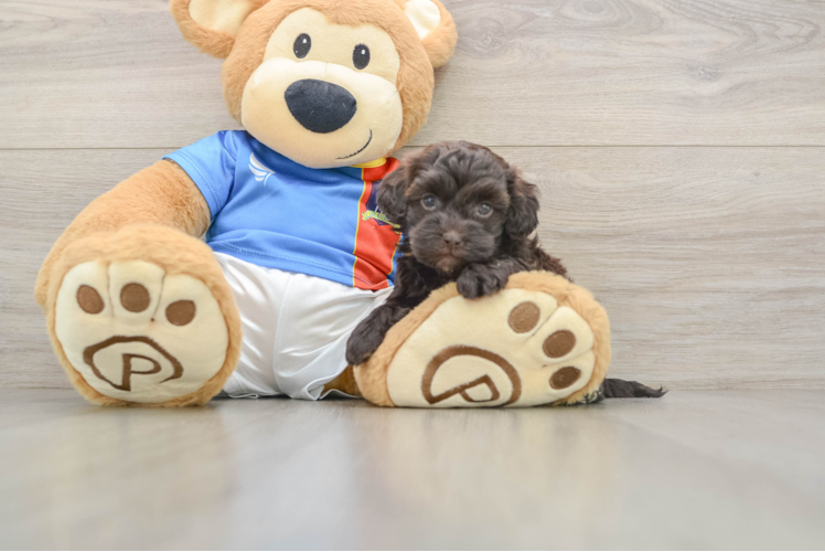 Havapoo Puppy for Adoption