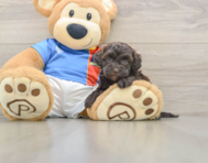 8 week old Havapoo Puppy For Sale - Simply Southern Pups