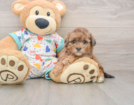 7 week old Havapoo Puppy For Sale - Simply Southern Pups