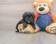 6 week old Havapoo Puppy For Sale - Simply Southern Pups