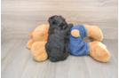 Havapoo Puppy for Adoption