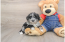 Smart Havapoo Poodle Mix Pup
