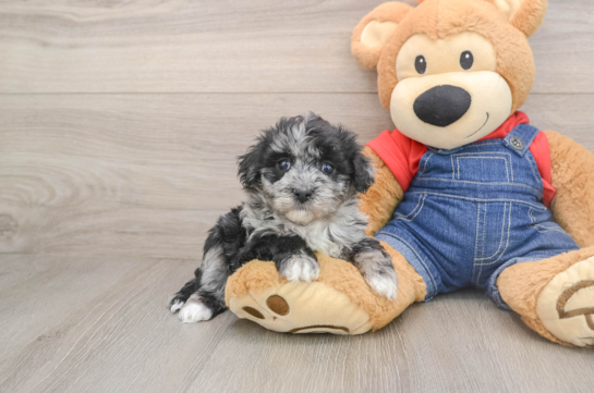 Smart Havapoo Poodle Mix Pup