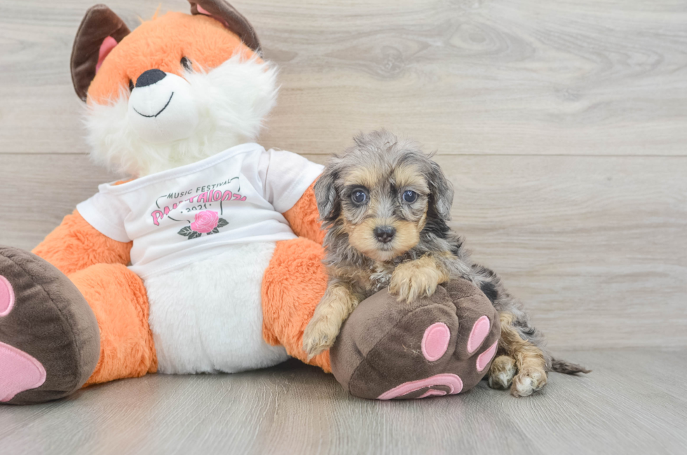 7 week old Havapoo Puppy For Sale - Simply Southern Pups