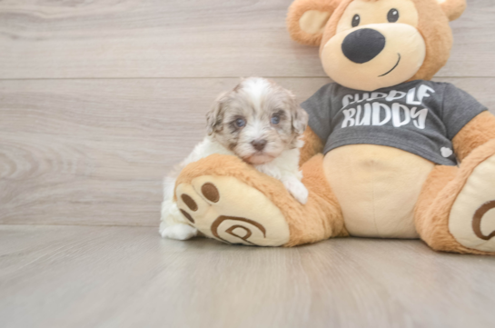 Energetic Havadoodle Poodle Mix Puppy