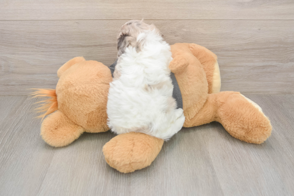 Playful Havadoodle Poodle Mix Puppy