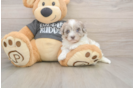 Little Havadoodle Poodle Mix Puppy