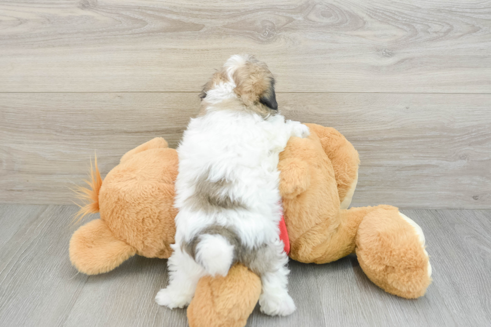 Smart Havapoo Poodle Mix Pup