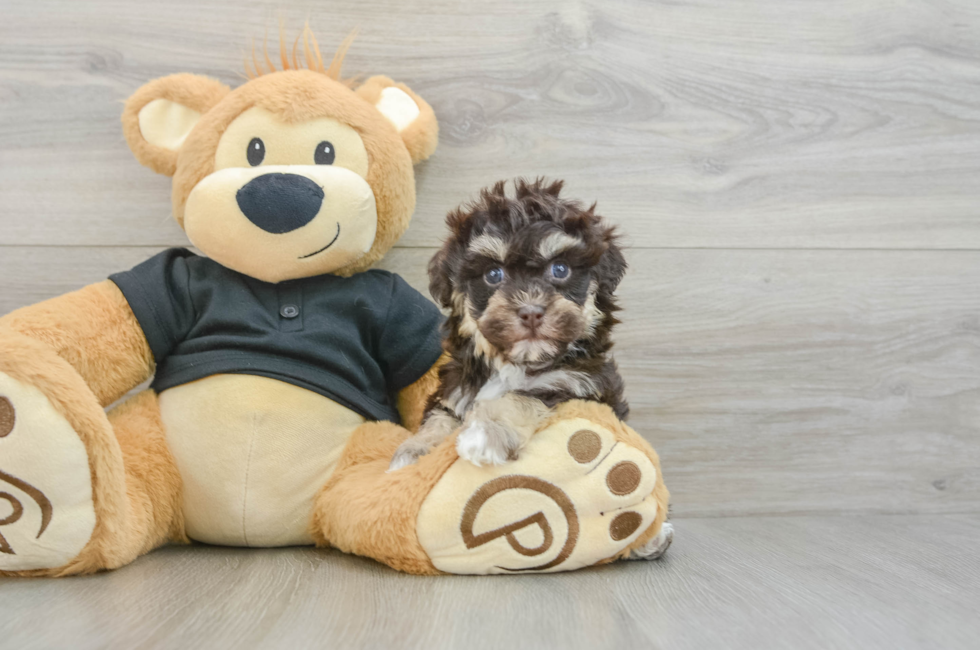 6 week old Havapoo Puppy For Sale - Simply Southern Pups