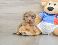 8 week old Havapoo Puppy For Sale - Simply Southern Pups