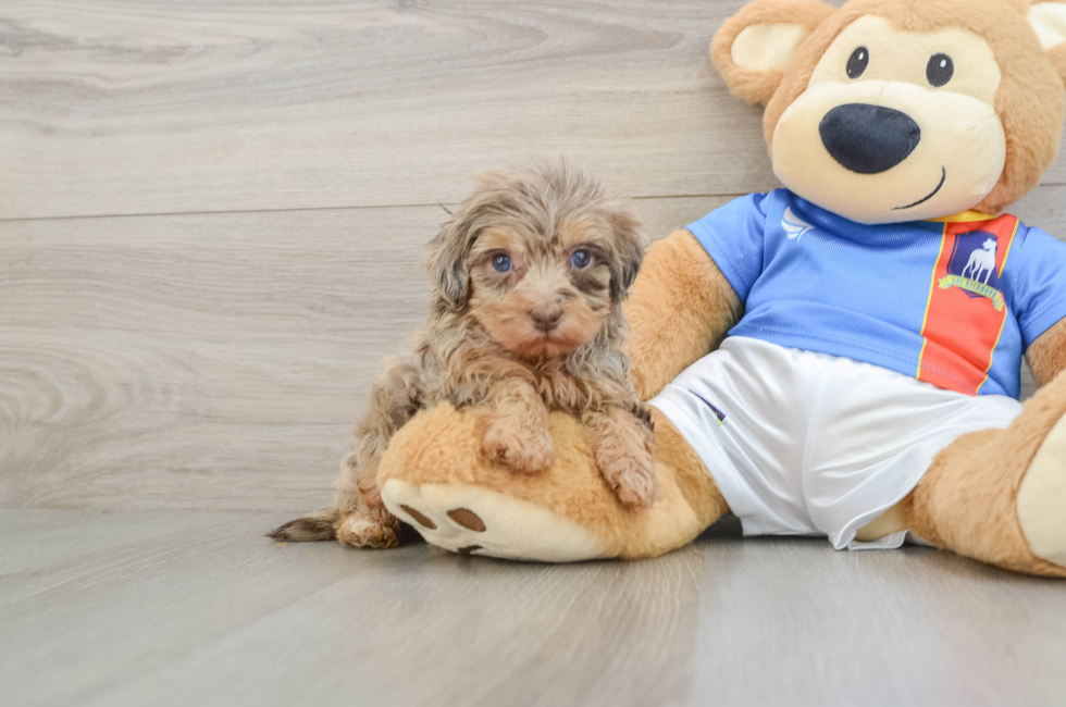 5 week old Havapoo Puppy For Sale - Simply Southern Pups