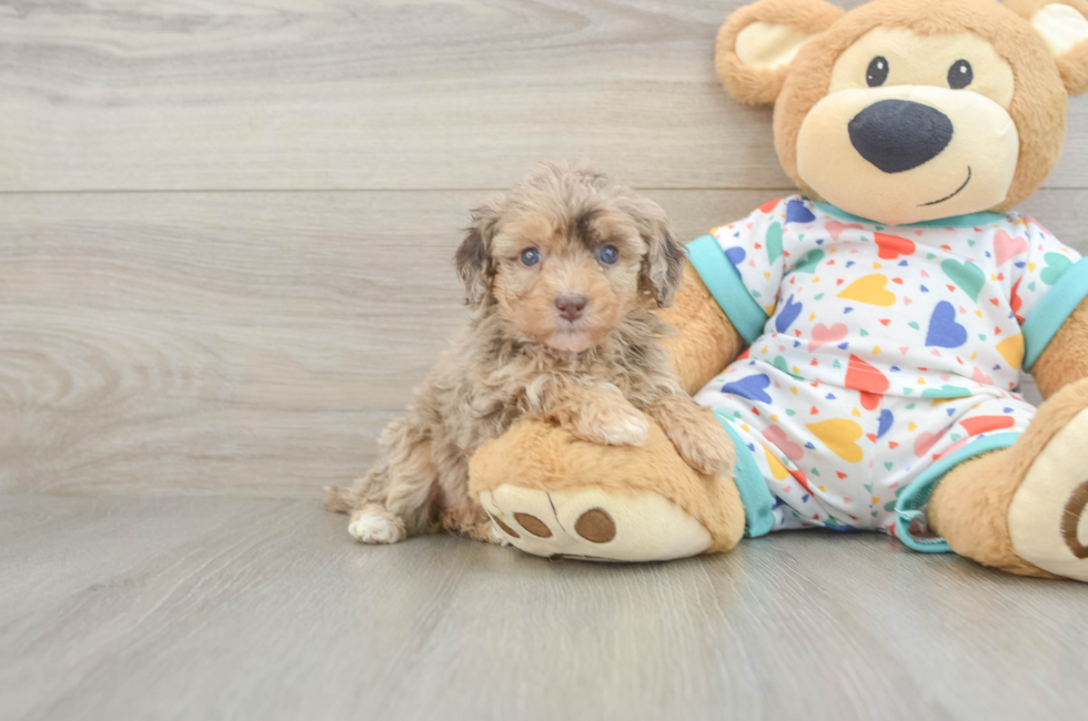 5 week old Havapoo Puppy For Sale - Simply Southern Pups