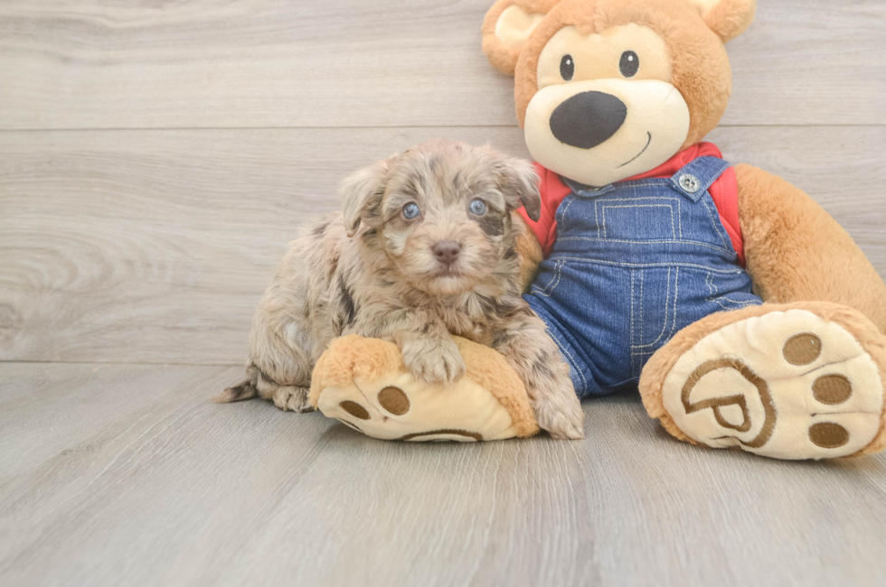5 week old Havapoo Puppy For Sale - Simply Southern Pups