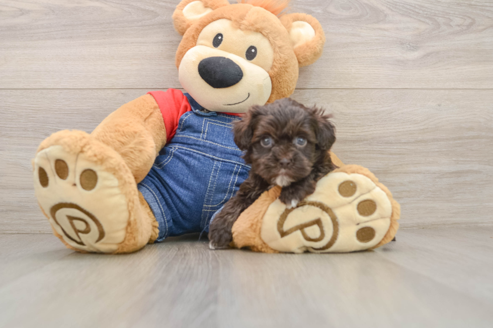 Adorable Havadoodle Poodle Mix Puppy