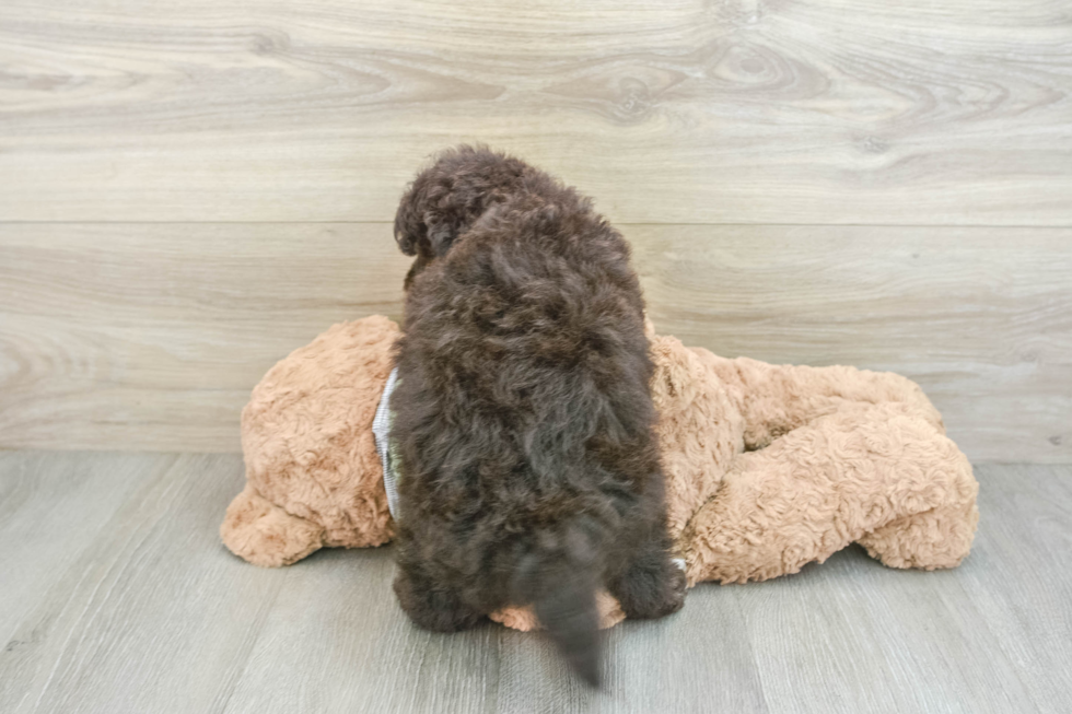 Adorable Havadoodle Poodle Mix Puppy