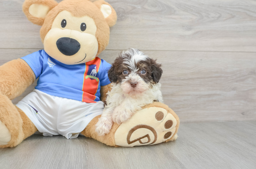 5 week old Havapoo Puppy For Sale - Simply Southern Pups
