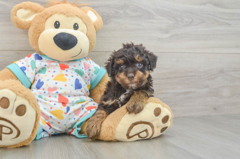 5 week old Havapoo Puppy For Sale - Simply Southern Pups
