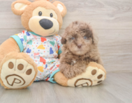 8 week old Havapoo Puppy For Sale - Simply Southern Pups