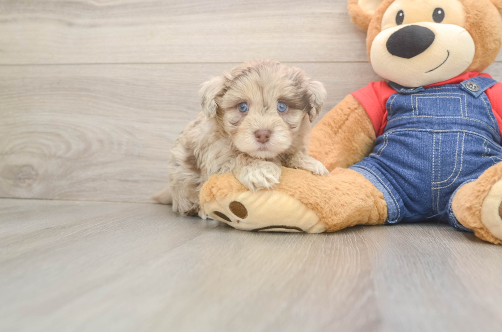 5 week old Havapoo Puppy For Sale - Simply Southern Pups