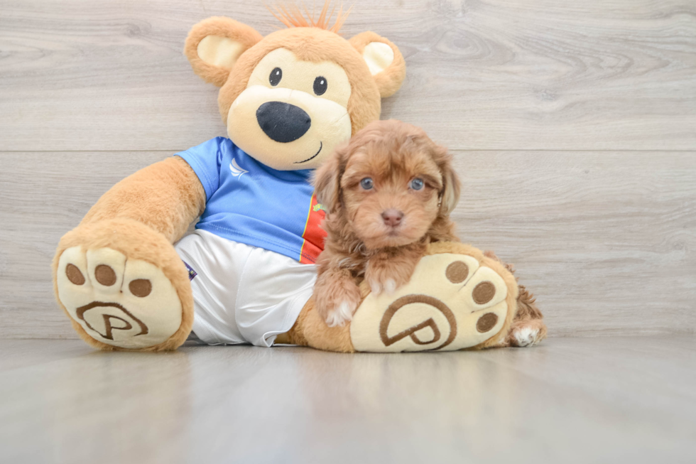 Havapoo Puppy for Adoption